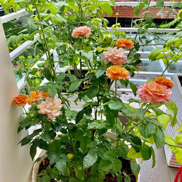 Nhà 2T hẻm 861 trần xuân soạn , 4m x 17m