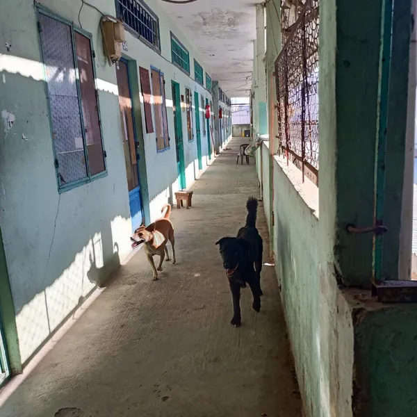 Tháp trọ 4T trần xuân soạn, tân hưng 794m2