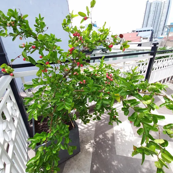 Biệt thự sân vườn Kiều Đàm Quận 7 DT: 11m x 40m